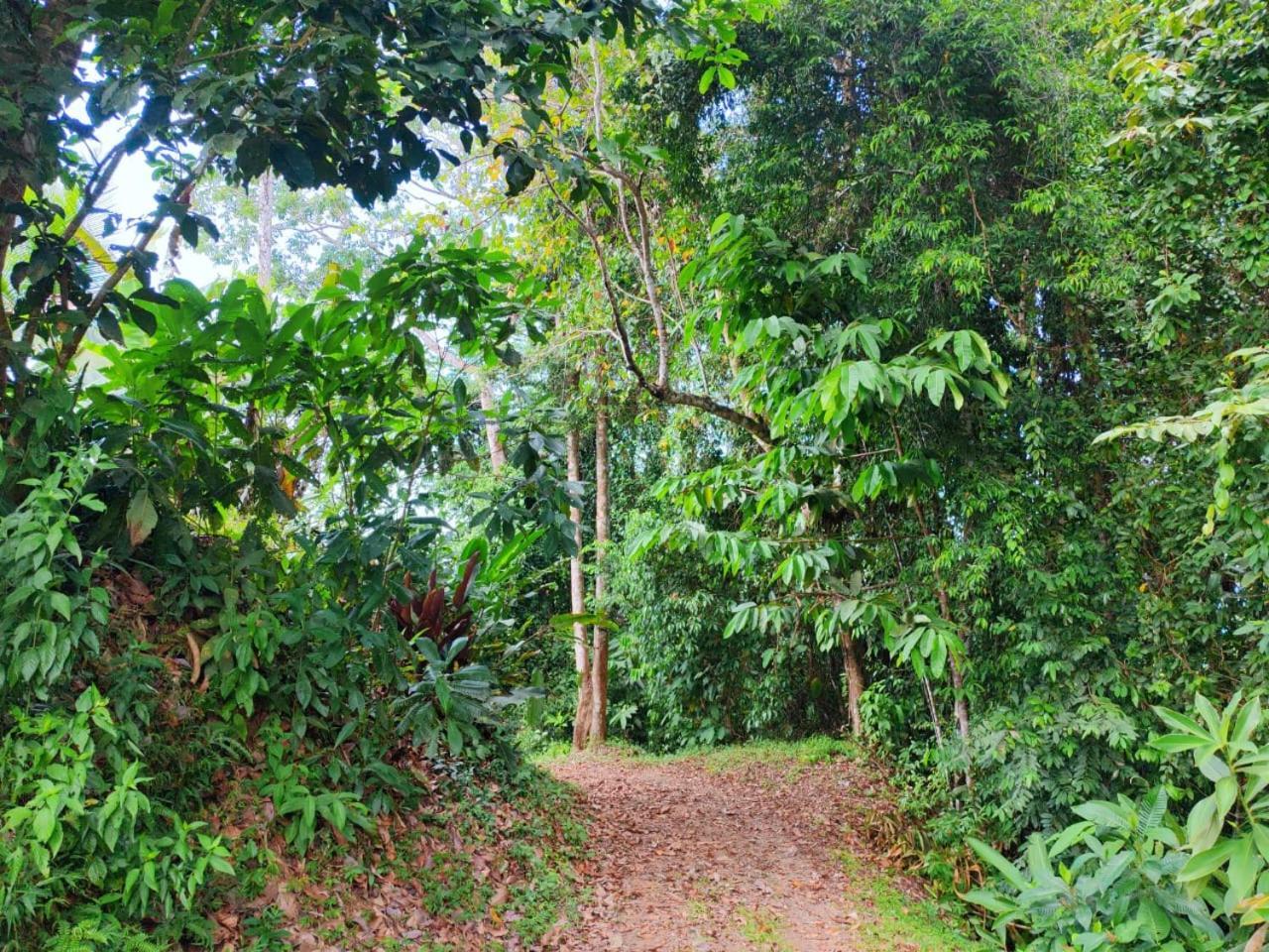 Corcovado Green Cabin & House Drake Bay ภายนอก รูปภาพ